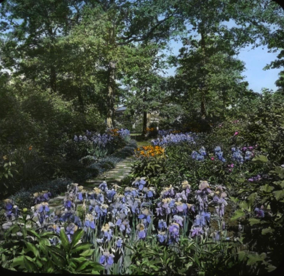 Iris bed at John T. and Sophie H. Pirie estate, 930 Rosemary, Lake Forest; image source: Garden Club of America, Smithsonian